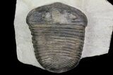 Parahomalonotus calvus Trilobite - Foum Zguid, Morocco #71260-1